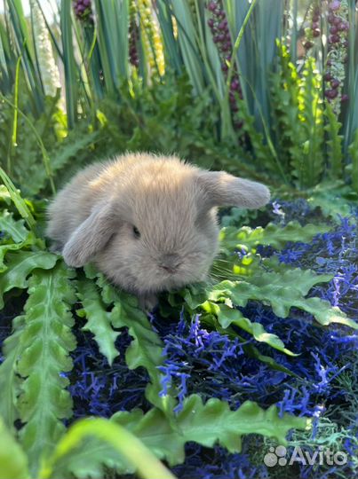 Ручные кролики