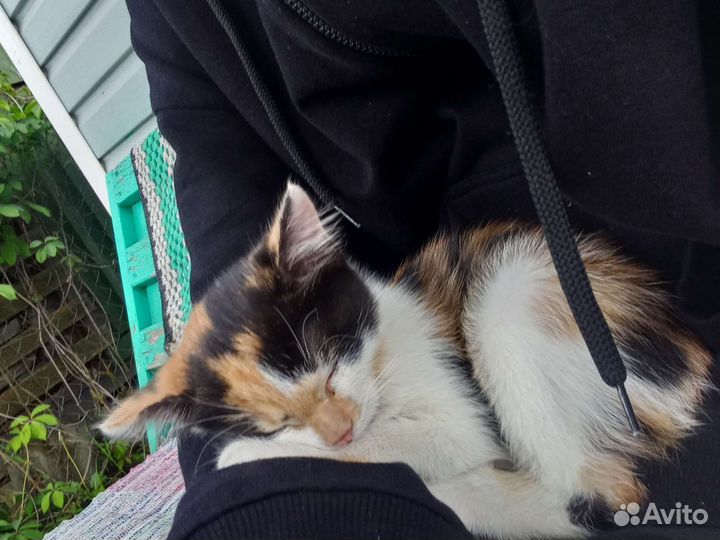 Кошка