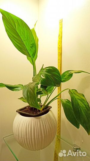 Спатифиллум бесплатно Комнатные цветы