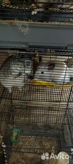 Шиншиллы с клеткой