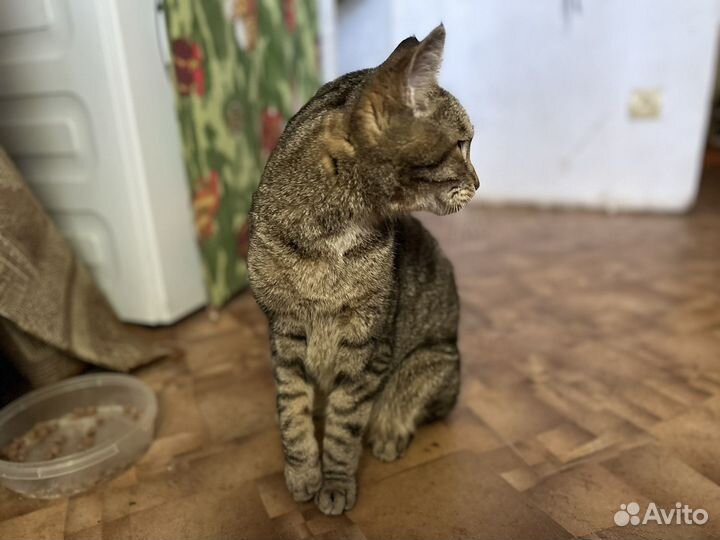 Курильский бобтейл в добрые руки