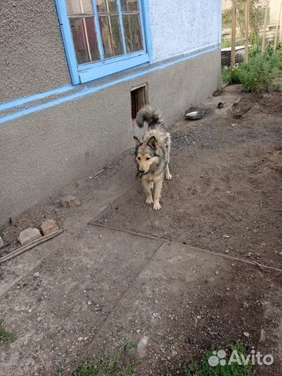 Собаки на охрану