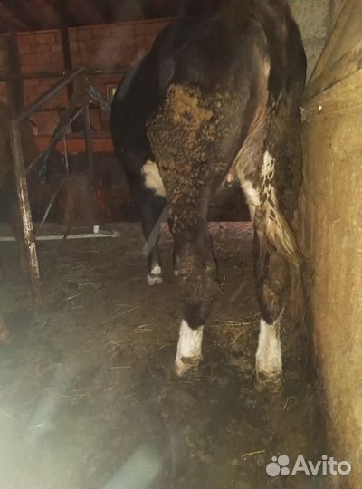 Коровы и телки