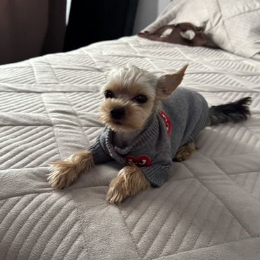 Йоркширский терьер, щенок