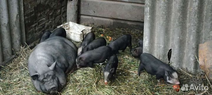 Вьетнамск вислобрюхий поросенок