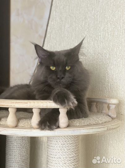 Котята мейн-кун полидакты