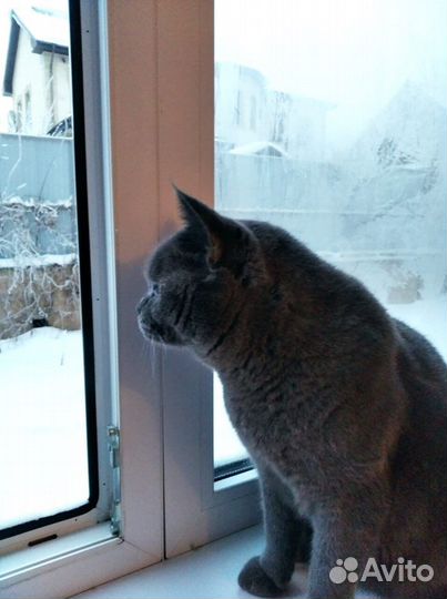 Британская