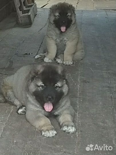 Щенки кавказской овчарки