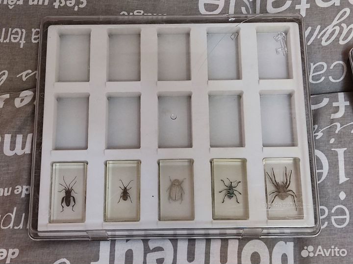 Коллекция насекомых в стекле