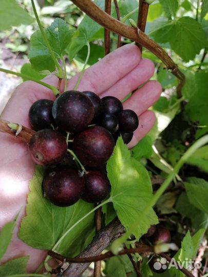 Бурая крупноплодная смородина Приморский чемпион