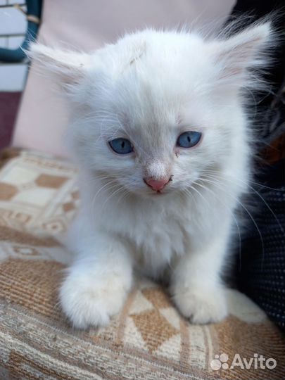 Отдам котят (Стрелецкое)