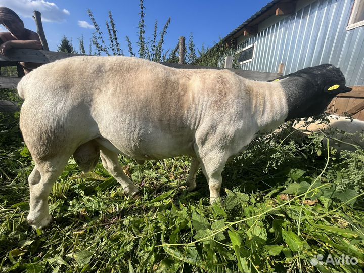Продаются ягнята 100%Дорпера