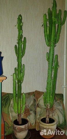 Молочай трехгранный кактус