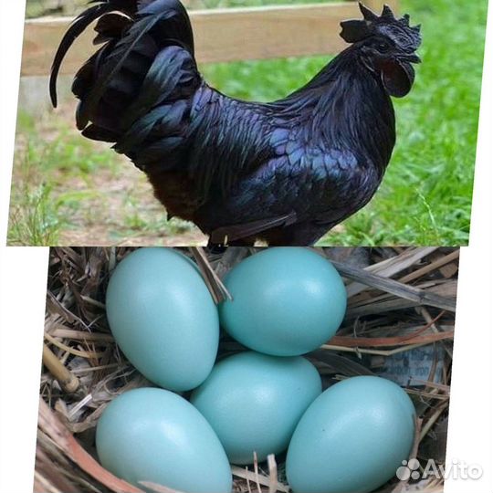 Петух ухейилюй