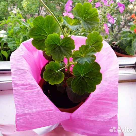 Пеларгония герань, подарок