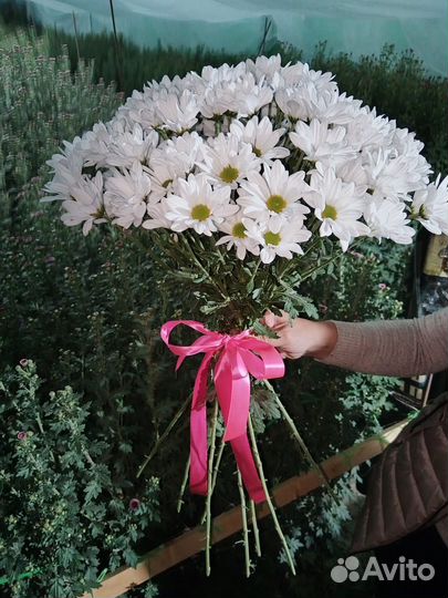 Хризантема