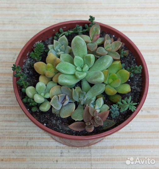 Суккуленты