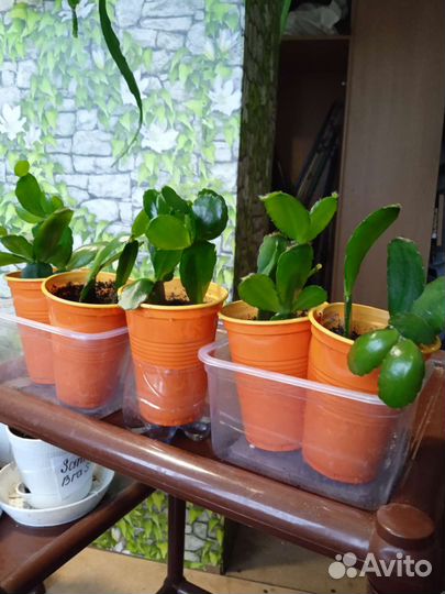 Рипсалидопсис