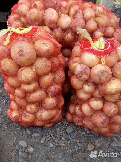 Лук репчатый новый урожай