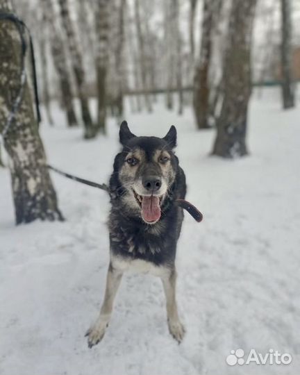 Миниатюрная Раиса из приюта ищет дом