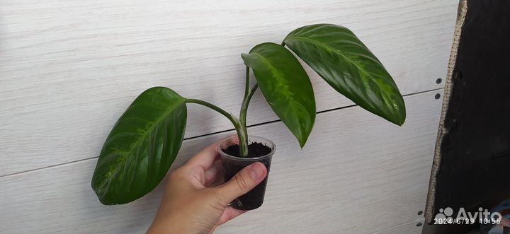 Диффенбахия