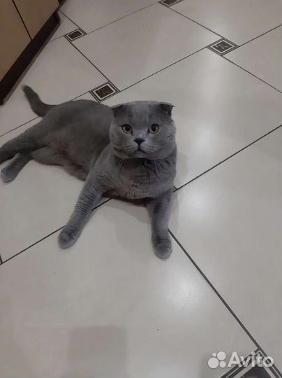 Британская