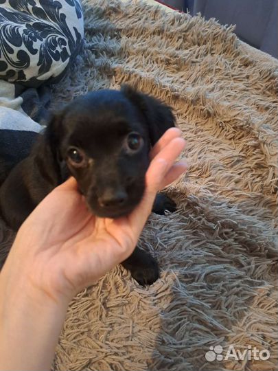 Отдам в добрые руки