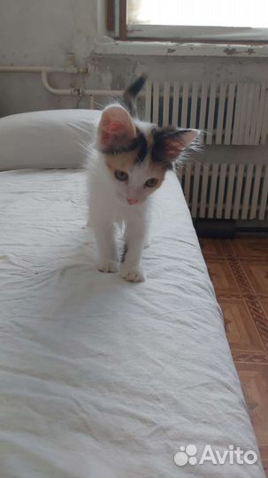 Милые кошечки в добрые руки