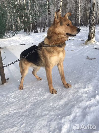 Бонифаций в добрые руки