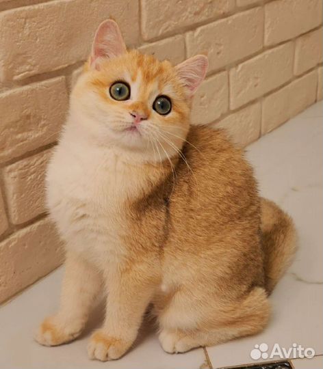 Британская золотая шиншилла ny 12