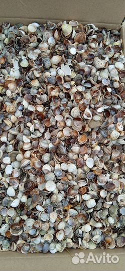 Материалы для творчества ракушки