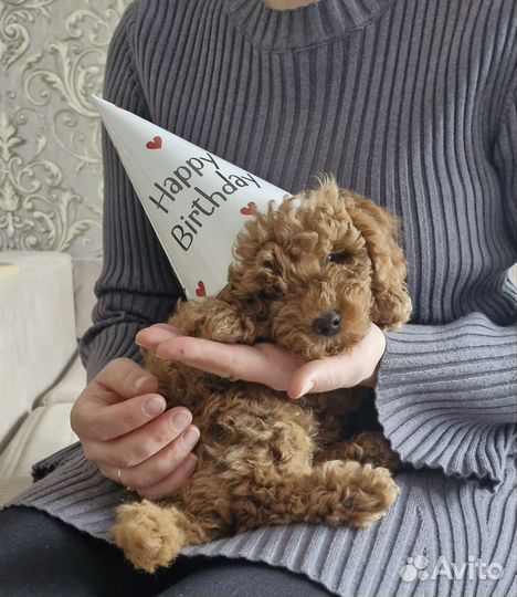 Той пудель мальчик red brouwn