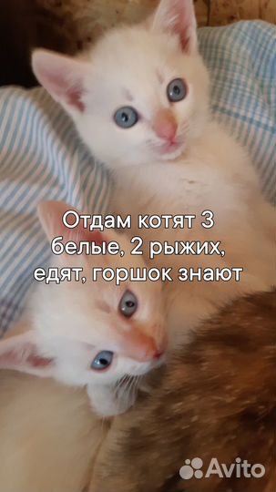 Отдам бесплатно котят