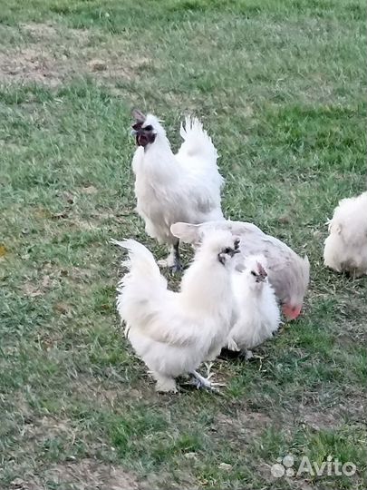 Китайские шелковые куры