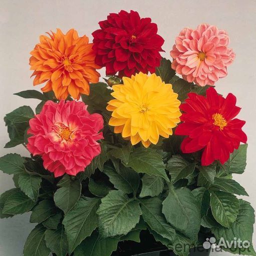 Рассада однолетних цветов