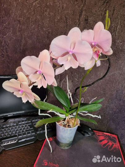 Фаленопсис 