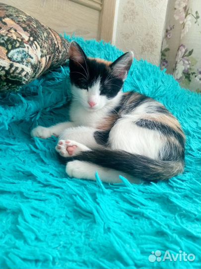 Кошка в дар