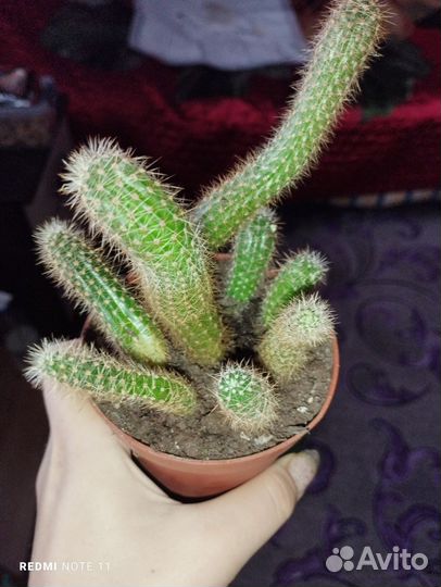 Кактусы
