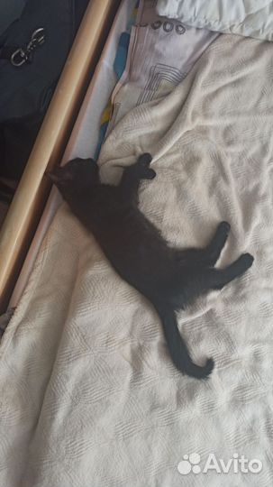 Котенок мальчик 2-3 месяца
