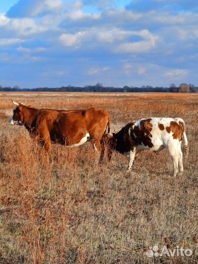 Бычки на откорм сименталы