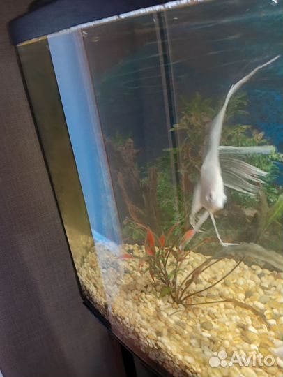 Аквариум панорамныи