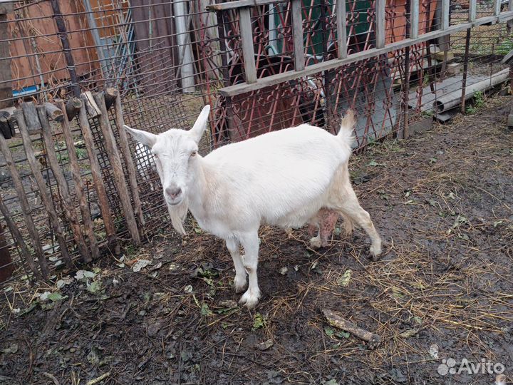 Коза дойная