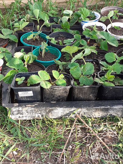 Рассада клубники,земляника