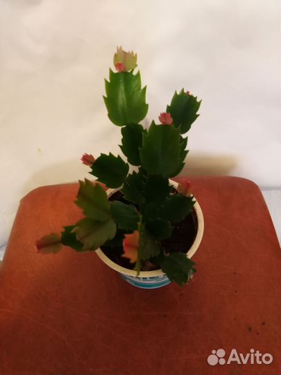 Декабрист белый