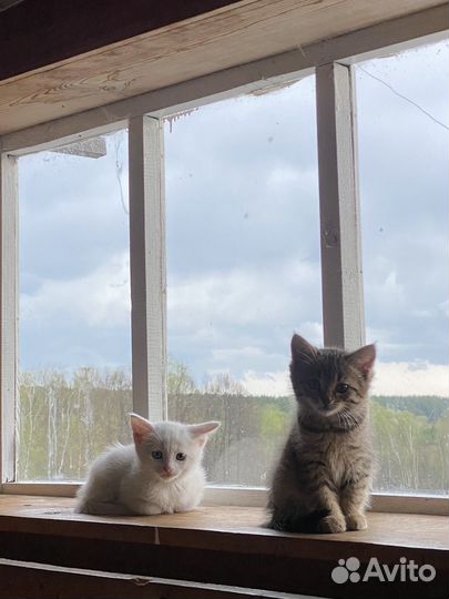 Котята в добрые руки