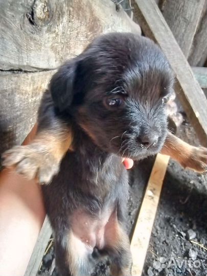 Собака маленькая порода