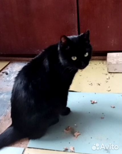 Котик ищет дом