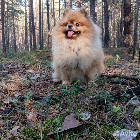 Шпиц(Вязка)