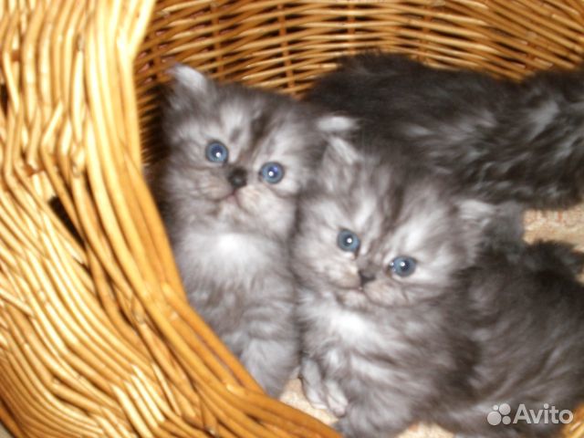 Котята персидской шиншиллы