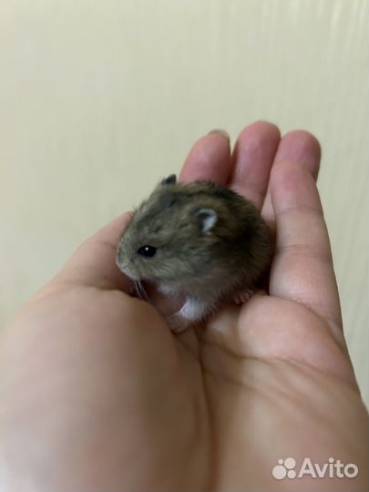 Джунгарский хомяк джунгарик